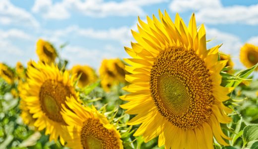 私が注目する2018夏ドラマ~視聴リスト~