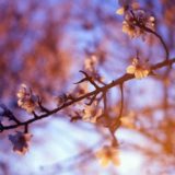 NHKドラマ「夕凪の街 桜の国2018」
