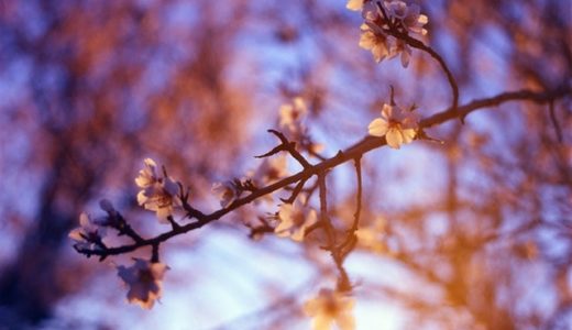NHKドラマ「夕凪の街 桜の国2018」